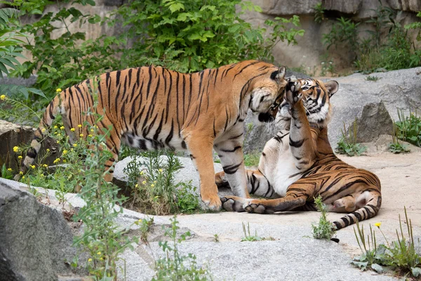 Casal tigre — Fotografia de Stock