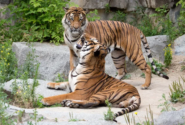 Pareja de tigre — Foto de Stock