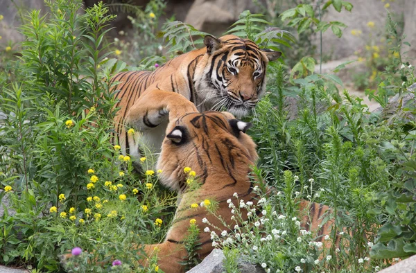 Tijger paar — Stockfoto