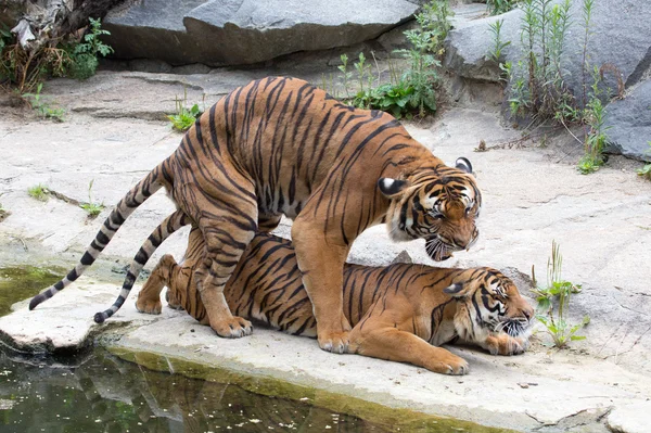 Ζευγάρι τίγρη — Φωτογραφία Αρχείου