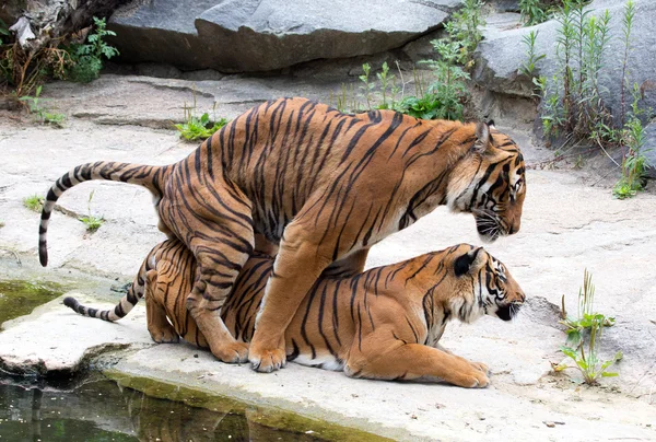 Casal tigre — Fotografia de Stock