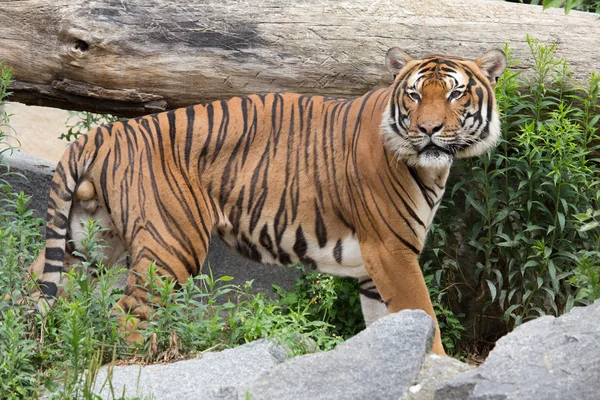 Όμορφης τίγρη Εικόνα Αρχείου