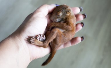 küçük sincap bebekler