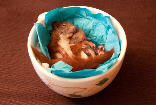 Little squirrel babies — Stock Photo, Image