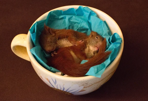 Little squirrel babies — Stock Photo, Image