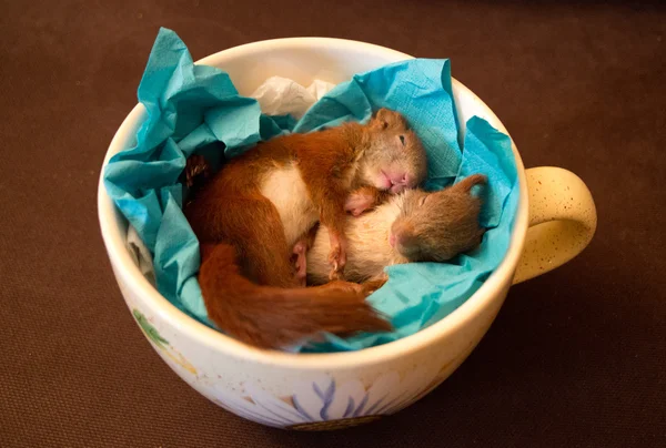 Little squirrel babies — Stock Photo, Image