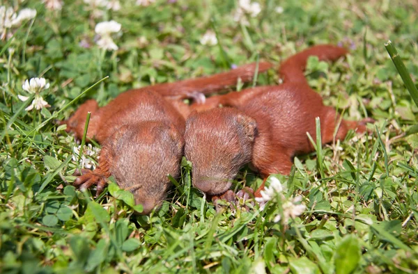 Piccoli bambini scoiattolo — Foto Stock