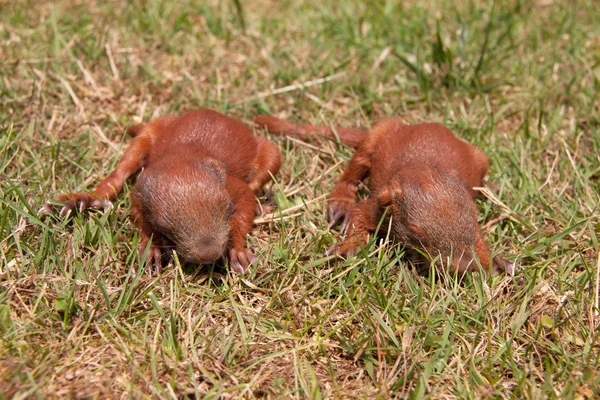 Pequeños bebés ardilla —  Fotos de Stock