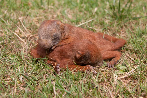 Pequenos bebés esquilos — Fotografia de Stock