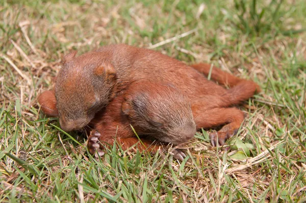 Pequenos bebés esquilos — Fotografia de Stock