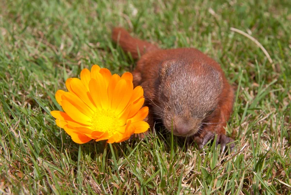 Pequeños bebés ardilla —  Fotos de Stock