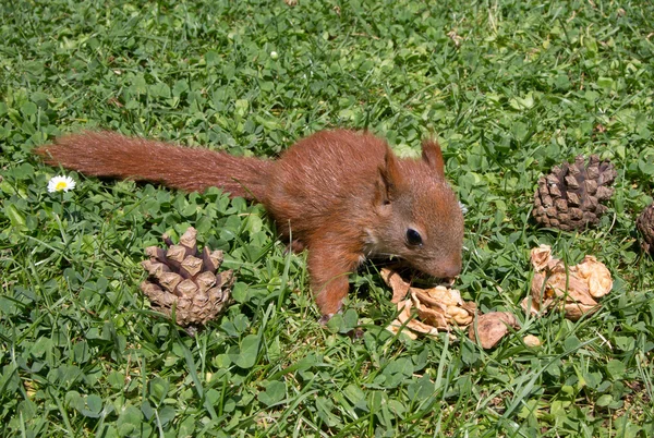 Écureuil bébé — Photo