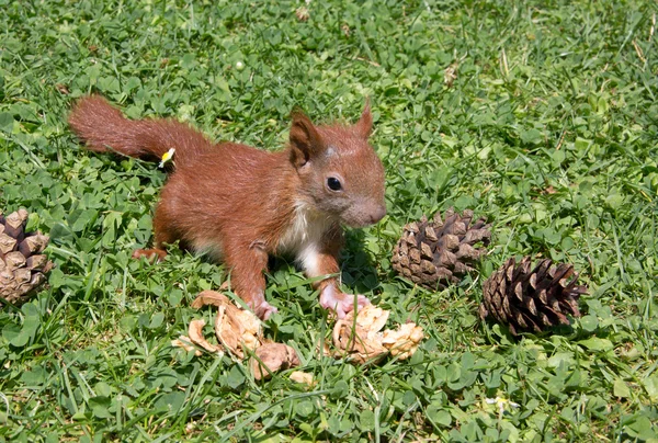 Bebé esquilo — Fotografia de Stock