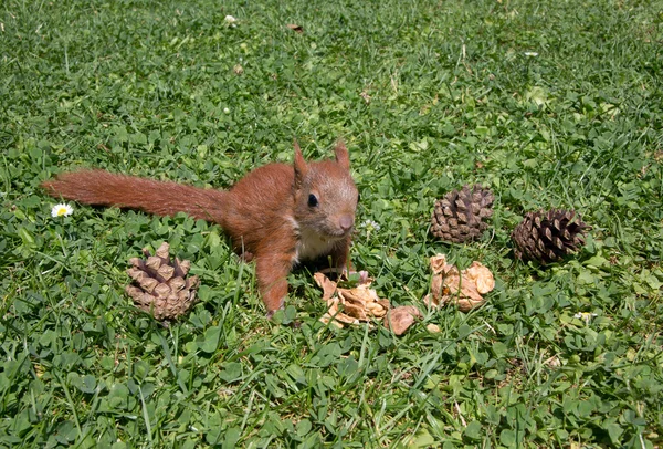 Wiewiórka dziecka — Zdjęcie stockowe