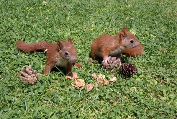 Squirrel baby — Stock Photo, Image