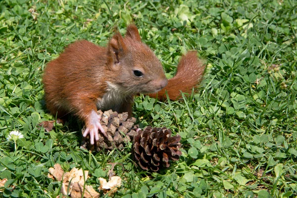 Eichhörnchenbaby — Stockfoto