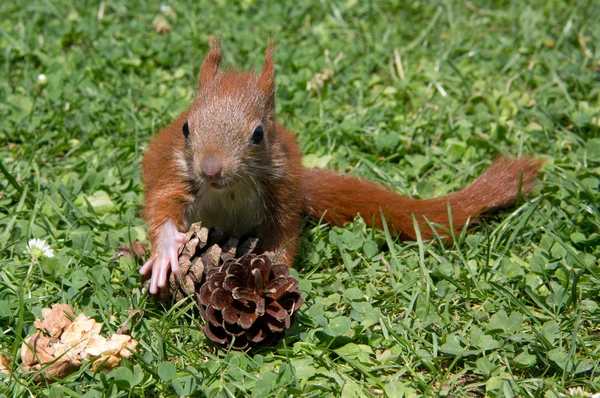Eichhörnchenbaby — Stockfoto