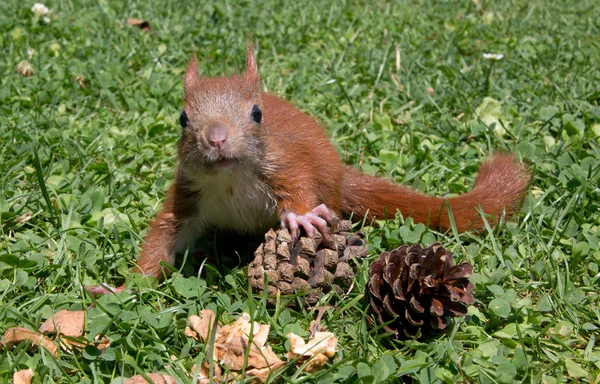 Squirrel baby — Stock Photo, Image