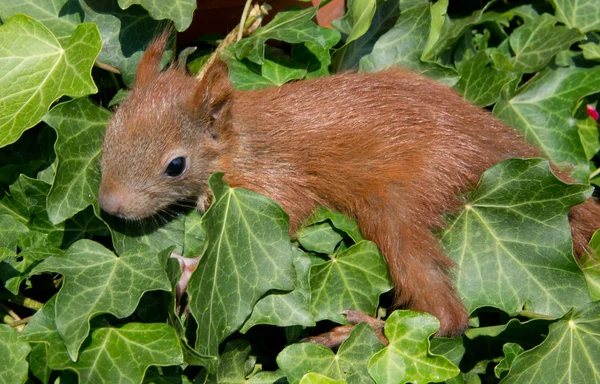 Bebé ardilla —  Fotos de Stock