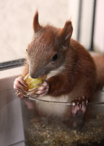 Escalada, comer y jugar a la ardilla pequeña — Foto de Stock