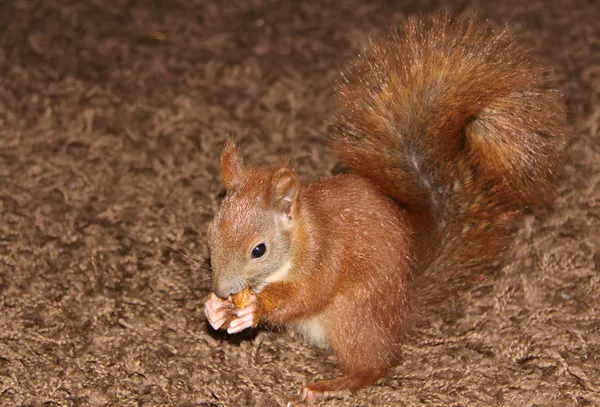 Escalade, manger et jouer lttle écureuil — Photo