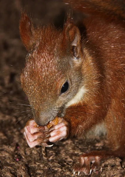 Escalada, comer e jogar esquilo pequeno — Fotografia de Stock