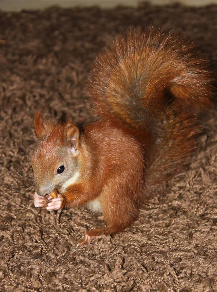 Climbing, eating and playing lttle squirrel — Stock Photo, Image