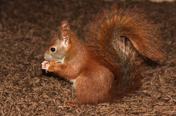 Arrampicata, mangiare e giocare a scoiattolo — Foto Stock