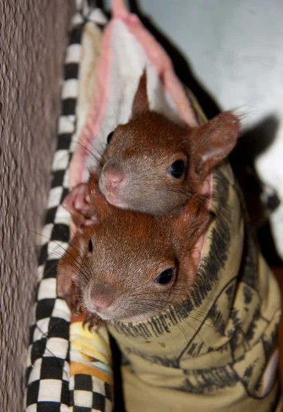 Climbing, eating and playing lttle squirrel — Stock Photo, Image