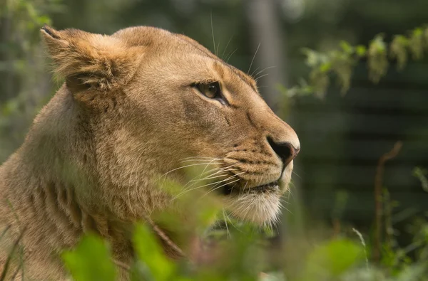 Löwe — Stockfoto