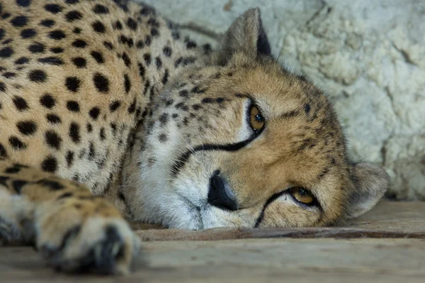 Kopf eines Geparden — Stockfoto