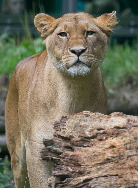 Aslan — Stok fotoğraf