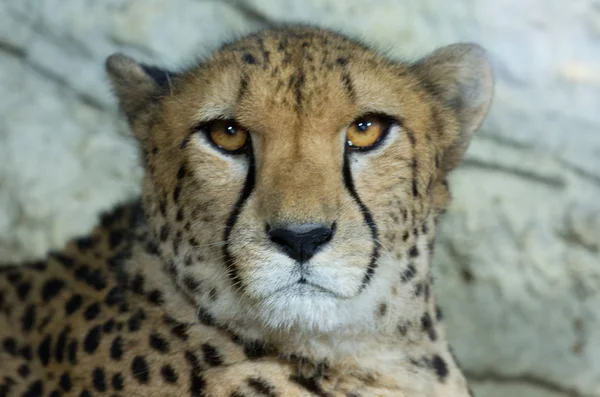 Head of a cheetah — Stock Photo, Image