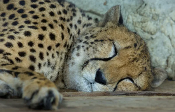 Head of a cheetah — Stock Photo, Image