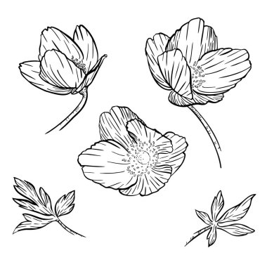 Orman şakayığı bahar çiçeği çizimi