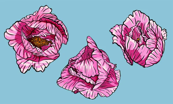 Set Von Pfingstrosen Zeichnung Drei Blumen Vektor — Stockvektor