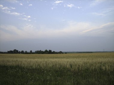 Bir yaz akşamında gün batımında mısır gevreği ekilmiş düz bir tarla. Uzakta alçak ağaçlar görülebilir. Bulutlu gökyüzü batan güneşin sıcacık ışığıyla doludur.