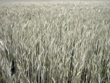 Yukarıdaki tarlada olgun buğday kulakları.