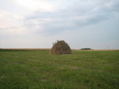 Gün sonunda batan güneşin ışınlarıyla biçilmiş bir tarlada saman yığınları. Buğday yakınlarda olgunlaşıyor. Gökyüzünün mor bir tonu var