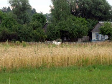 Beyaz bir at eski bir köy evinin yanındaki uzun çimlerin üzerinde duruyor. Arazi sarı kuru otlarla kaplanmış.