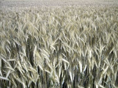 Yukarıdaki tarlada olgun buğday kulakları.