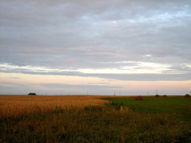 Gün sonunda batan güneşin ışınlarıyla biçilmiş bir tarlada saman yığınları. Buğday yakınlarda olgunlaşıyor. Gökyüzünün mor bir tonu var