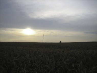 Gün batımında düz bir buğday tarlası. Kulakları neredeyse olgunlaşmış. Gün batımının sıcacık ışığı yemyeşil bulutları delip geçiyor.