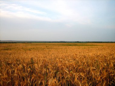 Gün batımında düz bir buğday tarlası. Kulakları neredeyse olgunlaşmış. Gün batımının sıcacık ışığı yemyeşil bulutları delip geçiyor.