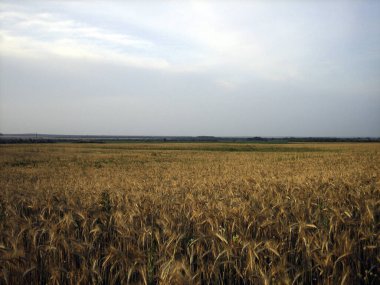 Gün batımında düz bir buğday tarlası. Kulakları neredeyse olgunlaşmış. Gün batımının sıcacık ışığı yemyeşil bulutları delip geçiyor.