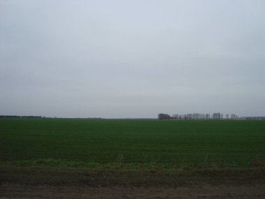 Düz kırsal çim biçme alanı tekrar yeşile dönmeye başlıyor. Tarlanın üzerinde bulutlu bir akşam gökyüzü var.