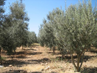 Kavurucu güneşin altında sıcak bir günde, alçak zeytin ağaçları arasında
