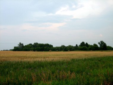 Bir yaz akşamında gün batımında mısır gevreği ekilmiş düz bir tarla. Uzakta alçak ağaçlar görülebilir. Bulutlu gökyüzü batan güneşin sıcacık ışığıyla doludur.