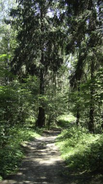 Yazın uzun ağaçlar arasındaki orman yolu güneşli bir yaz gününde