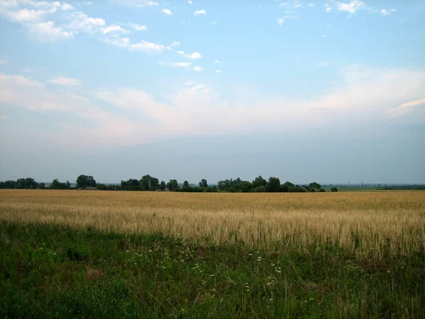 Flat Field Sown Cereals Sunset Summer Evening Distance Low Trees — Stock Photo, Image